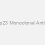 Anti-p23 Monoclonal Antibody
